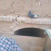 کبوتر  پرشی کبوتر گرو|پرنده|سمنان, |دیوار