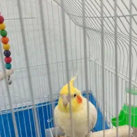 عروس هلندی نر و ماده