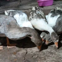 غاز  هشت ماهه