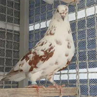 کبوتر شمرونی اصل|پرنده|دماوند, دماوند|دیوار