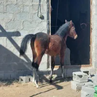 اسب|اسب و تجهیزات اسب‌سواری|شهر بابک, |دیوار