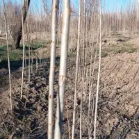 صنوبر یکساله اصلاح شده