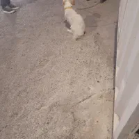 سگ پیدا شده