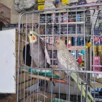 عروس هلندی آماده تخم