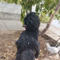 خروس لهستانی|حیوانات مزرعه|اردکان, |دیوار