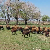 میش و بره شیشک