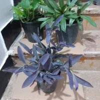 کاکلی و پرپینی|گل و گیاه طبیعی|بندر دیر, |دیوار