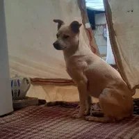 سگ پامر