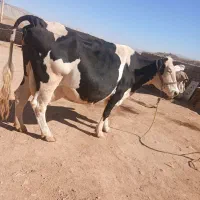 گاوسیمیتالجوان|حیوانات مزرعه|شباب, |دیوار