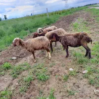 ۵تا گوسفند جوان جوان به شرط هم چی قیمت مناسب