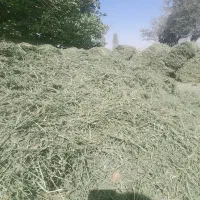 پرس یونجه