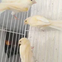 قناری زیبا و سرحال|پرنده|مشهد, گلبرگ شمالی|دیوار