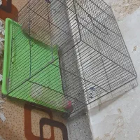 قفس