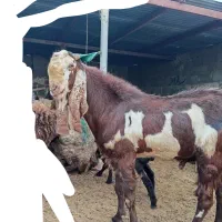 نره بز پاکستانی
