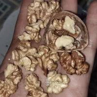 گردو کاغذی|خوردنی و آشامیدنی|شیراز, گویم|دیوار