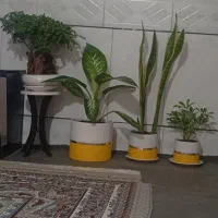 فروش ۴ عدد گل