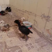 جوجه مرغ|حیوانات مزرعه|فردوس (خراسان), |دیوار