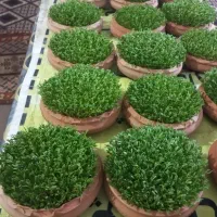 سبزه عید نوروز۴۰۵|گل و گیاه طبیعی|شیراز, کوشک میدان|دیوار