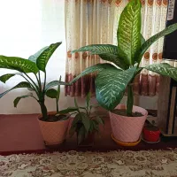 گلهای طبیعی کاملا سالم