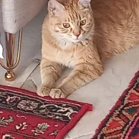 واگذاری گربه