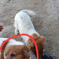 سگ گم شده
