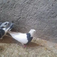 طوقی‌‌‌‌ماده