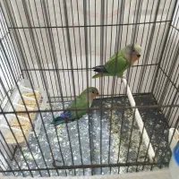 جوجه طوطی برزیلی