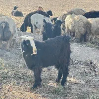 کهره نر|حیوانات مزرعه|درودزن, |دیوار