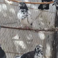 کبوتر درجه یک|پرنده|دلیجان, |دیوار