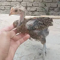 پنج عدد جوجه دورگ لاری