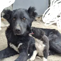 سگ نر و ماده