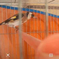 سهره فروش یا معاوضه