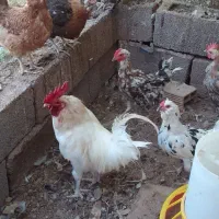 خروس سفید فروشی و مرغ تخم گذار نژاد گلین
