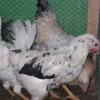 خروس|حیوانات مزرعه|قره ضیاالدین, |دیوار