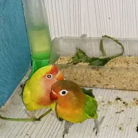 کوتوله برزیلی