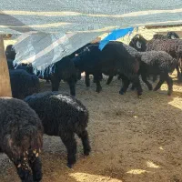فروش ۵۰راس بره فر صادراتی جفتی ۷۰به بالا|حیوانات مزرعه|شیراز, شهرک بهار|دیوار