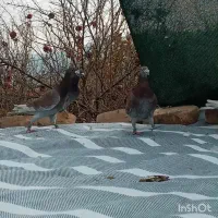 کفتر سوسنی غوره ای همه نر|پرنده|داراب, |دیوار