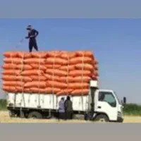 کاه لوبیا کاه گندم