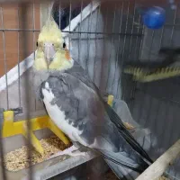 عروس هلندی|پرنده|لنگرود, |دیوار