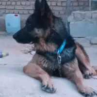 ژرمن کلاسیک نر