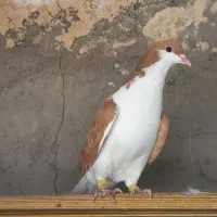 خوشرنگ زرد|پرنده|قزوین, |دیوار