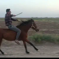 اسب مادیان نژاد ترکمن