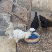 تخم مرغ لهستانی|حیوانات مزرعه|نیشابور, شهرک فرهنگیان|دیوار