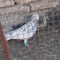 کفتر پرشی|پرنده|قوچان, |دیوار