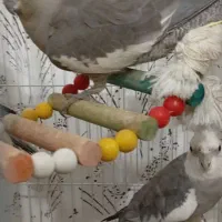 فروش عروس هلندی|پرنده|شاهین‌شهر, گزبرخوار|دیوار