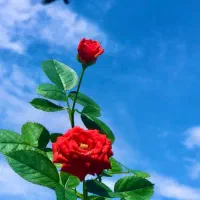 راهنمایی در مورد بی خوابی