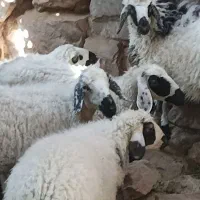 میش و بره