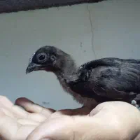 جوجه آیام سمانی