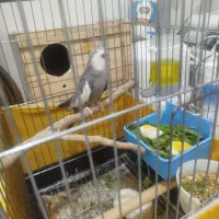 عروس هلندی وایت فیس مولد تضمینی|پرنده|بانه, |دیوار