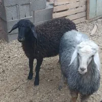 میش بره گوسفند بز بزغاله